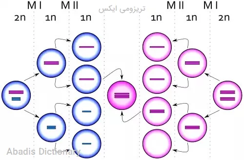 تریزومی ایکس